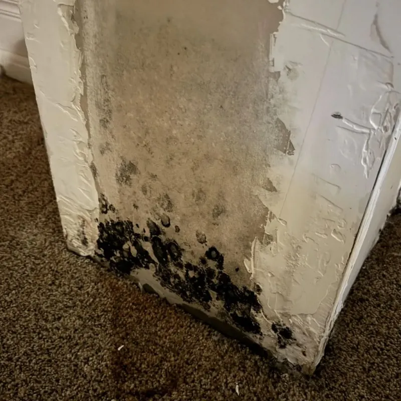 Professional Mold Removal in Union County, GA